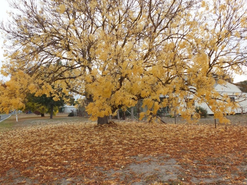 CA 37 Irvins Lane, Amphitheatre VIC 3468