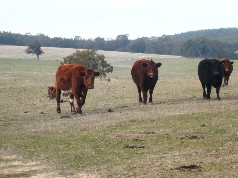 1896 Blackbottom Road, Lexton VIC 3352