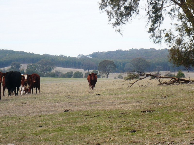 1896 Blackbottom Road, Lexton VIC 3352