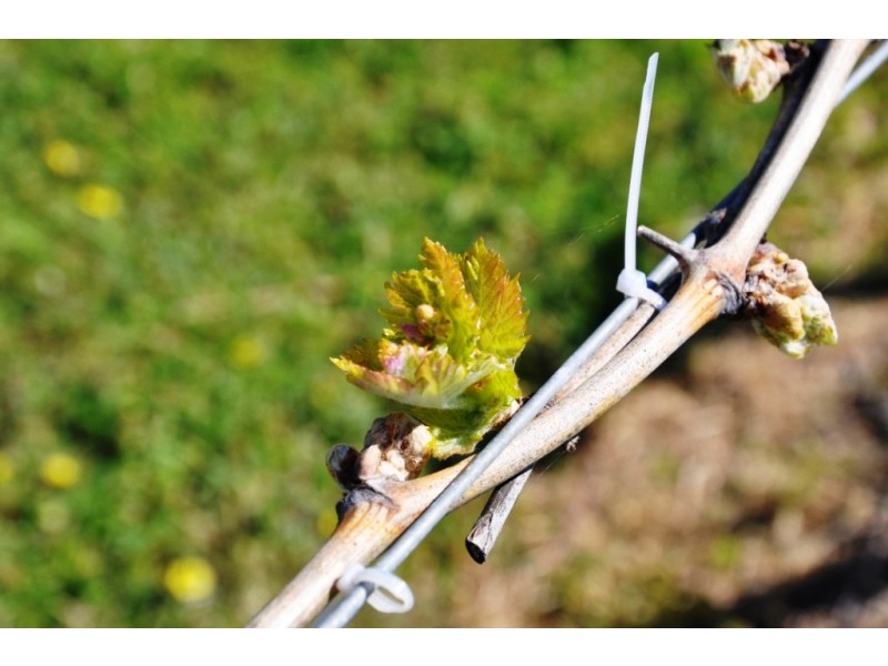 52(Lot 14,15) Napier Street, Avoca VIC 3467