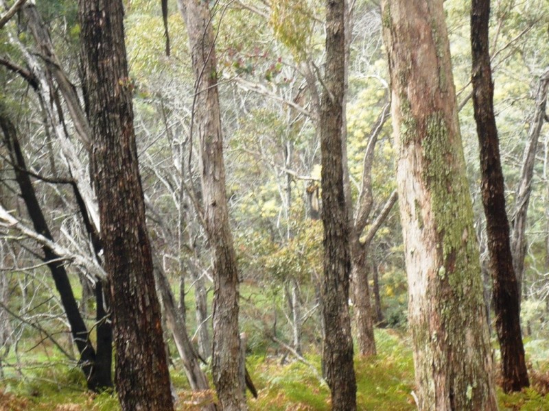 195 Red HIll Road, Raglan VIC 3373