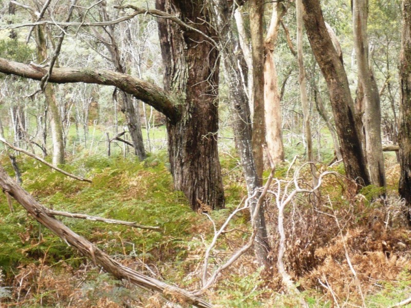 195 Red HIll Road, Raglan VIC 3373