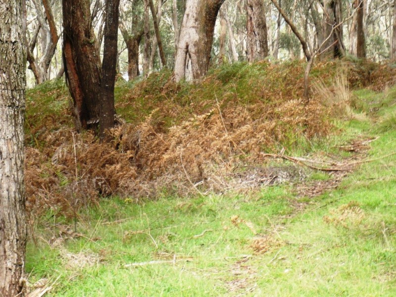 195 Red HIll Road, Raglan VIC 3373