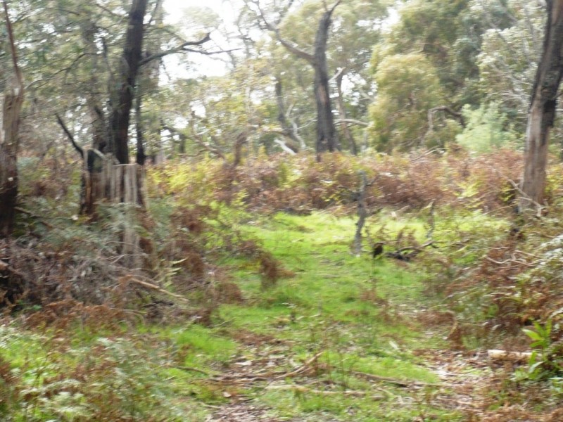 195 Red HIll Road, Raglan VIC 3373