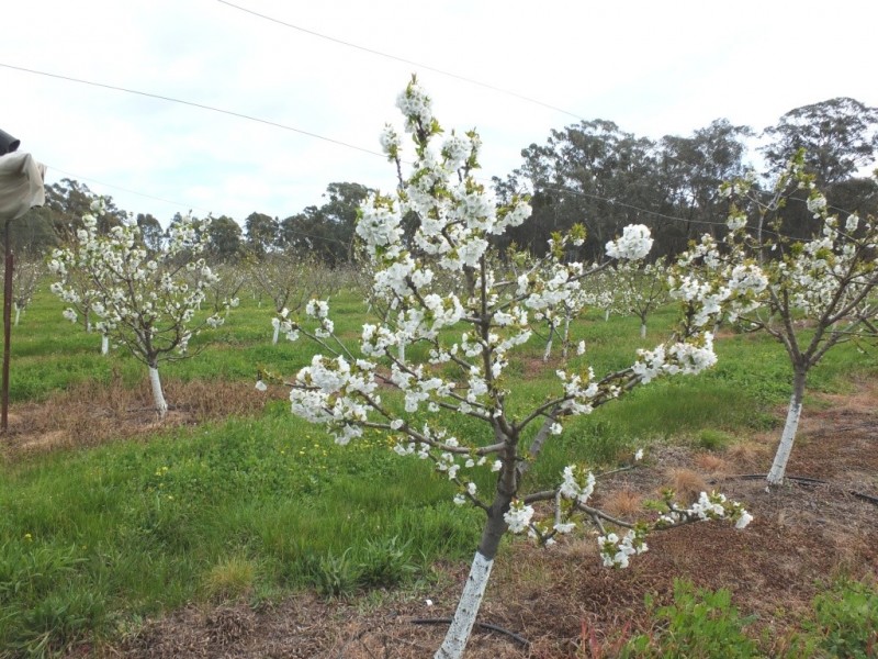 135 Peacock Track, Lillicur VIC 3371