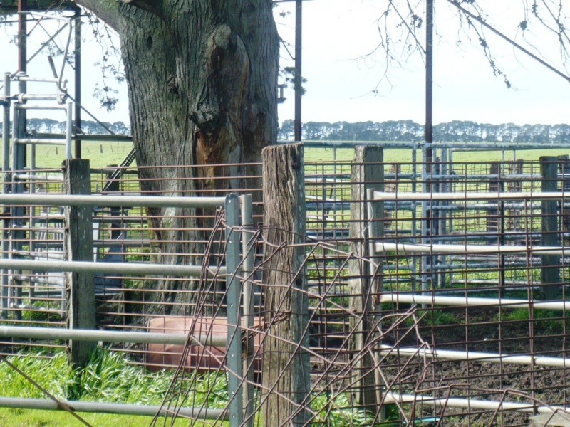 1628 Carngham-Streatham Rd, Mount Emu VIC 3351