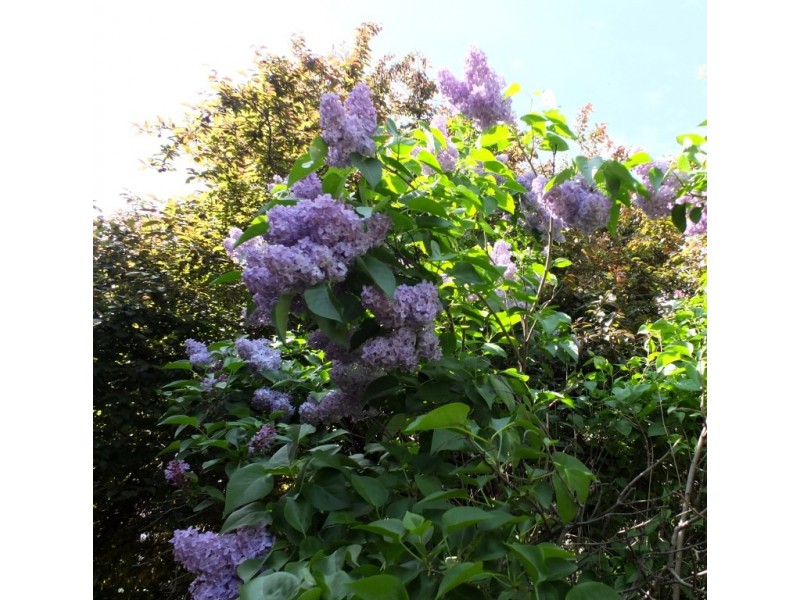 178 High Street, Avoca VIC 3467