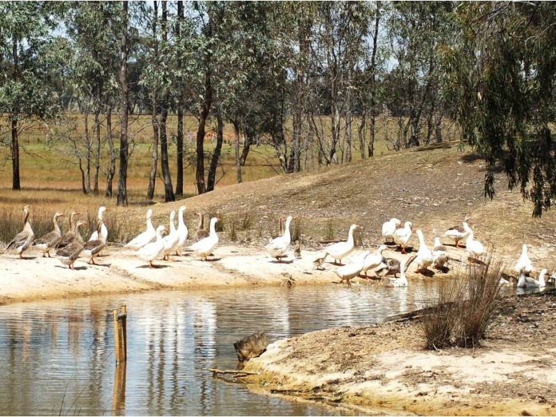 26 Bready’s Lane, Amphitheatre VIC 3468