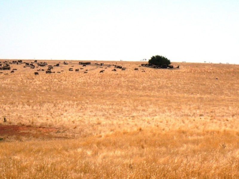 Part  of 1150 Clunes-Mt Cameron Road, Mount Cameron VIC 3370