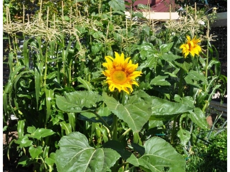 156 High Street, Avoca VIC 3467