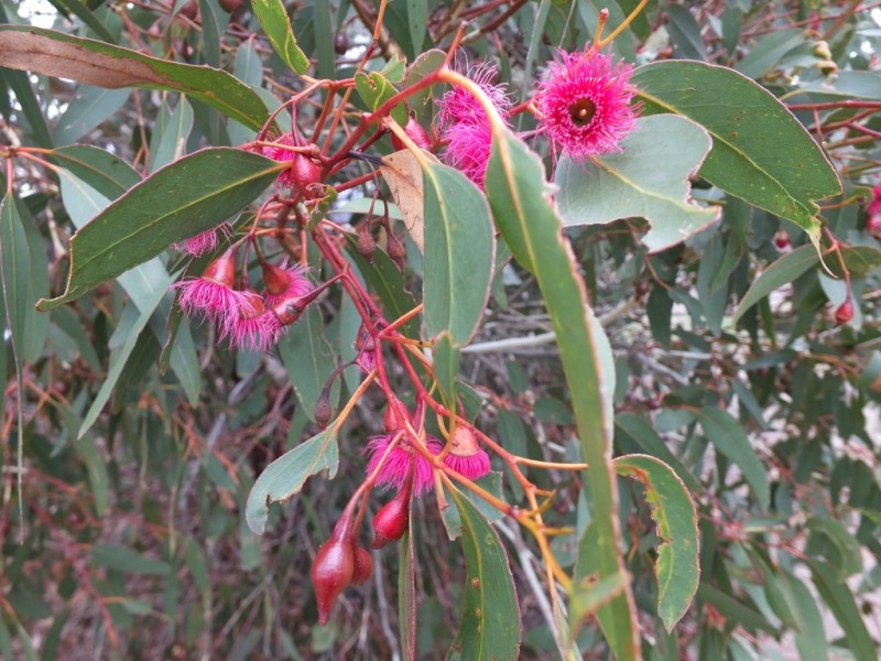 22 Separation Road, Dunolly VIC 3472