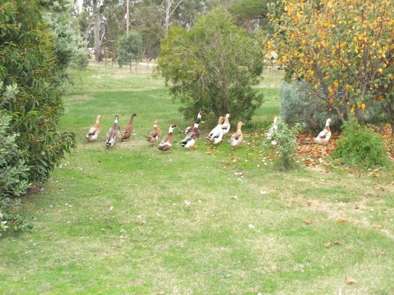 95 Green Street, Elmhurst VIC 3469