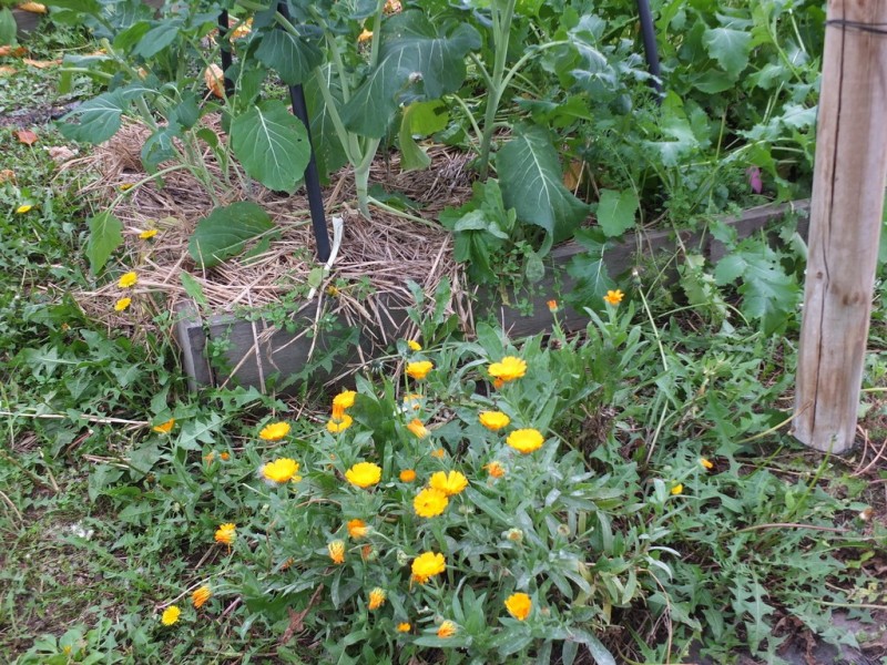 95 Green Street, Elmhurst VIC 3469