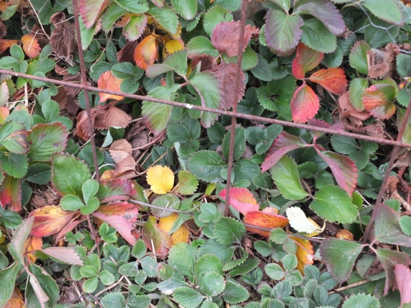 95 Green Street, Elmhurst VIC 3469