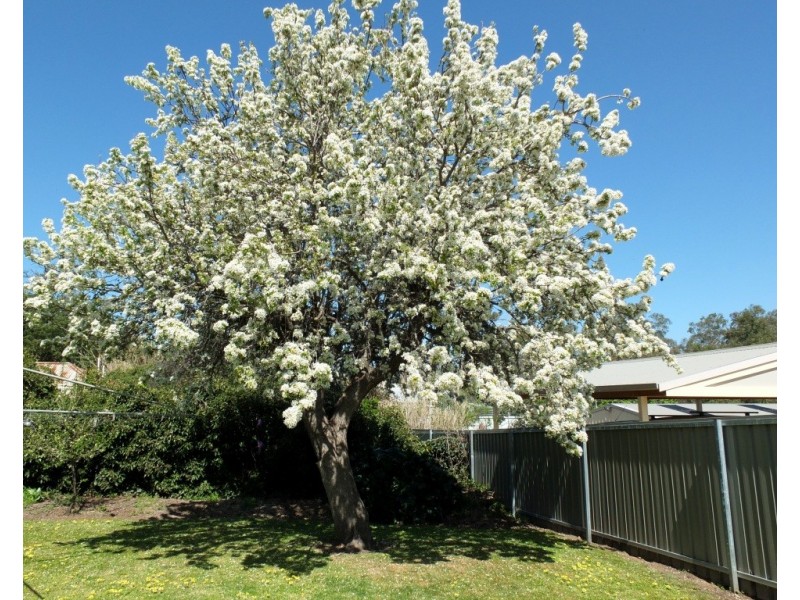 151 High Street, Avoca VIC 3467