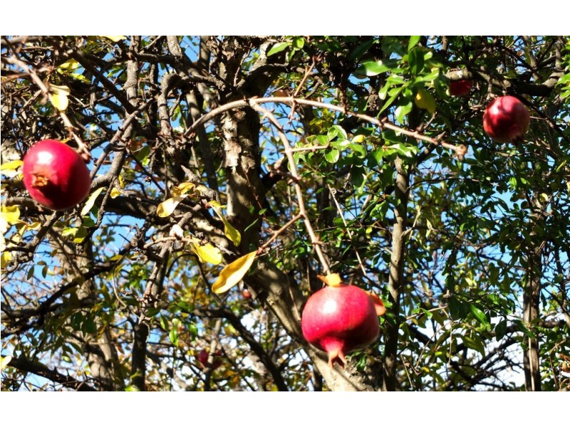 151 High Street, Avoca VIC 3467