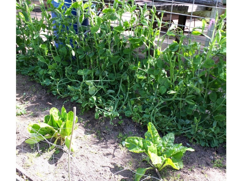 20 Astbury Street, Avoca VIC 3467