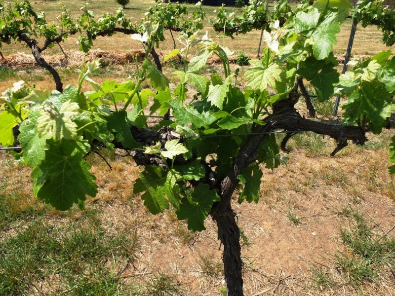 55 Gibbs Road, Majorca VIC 3465