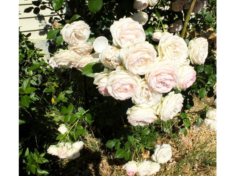 90 Dawsons Road, Avoca VIC 3467