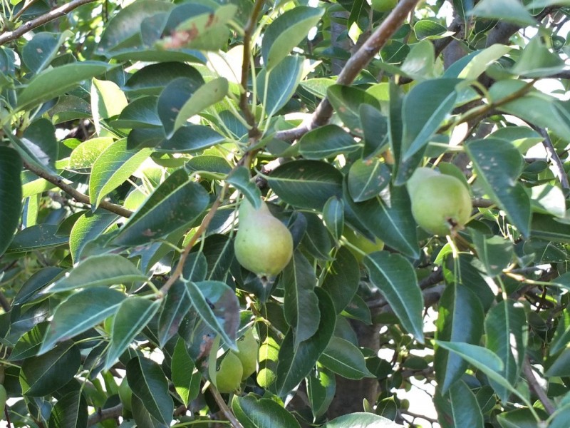 90 Dawsons Road, Avoca VIC 3467