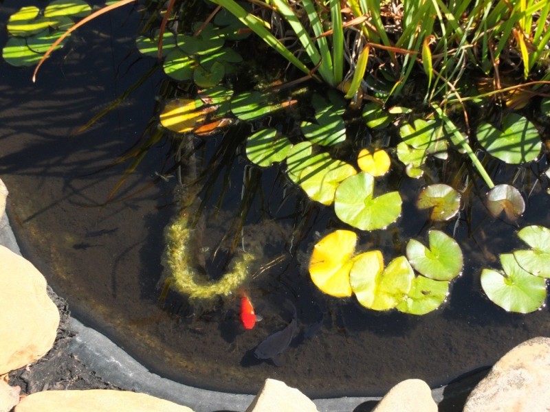 2778 Pyrenees Highway, Elmhurst VIC 3469