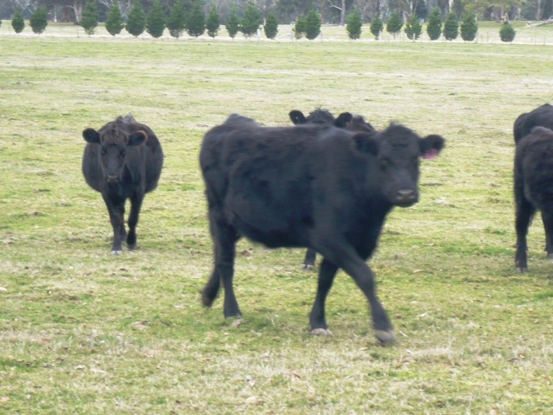 - Ironmine Road, Lal Lal VIC 3352