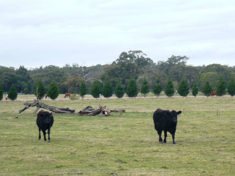 - Ironmine Road, Lal Lal VIC 3352