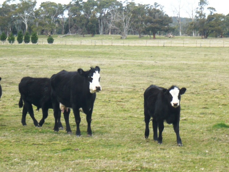 - Ironmine Road, Lal Lal VIC 3352