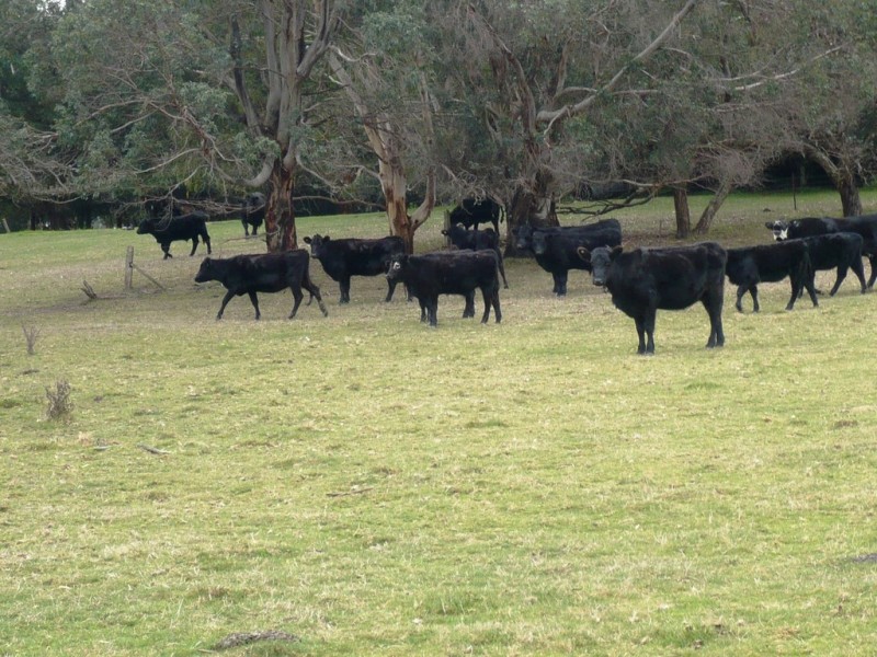 - Ironmine Road, Lal Lal VIC 3352