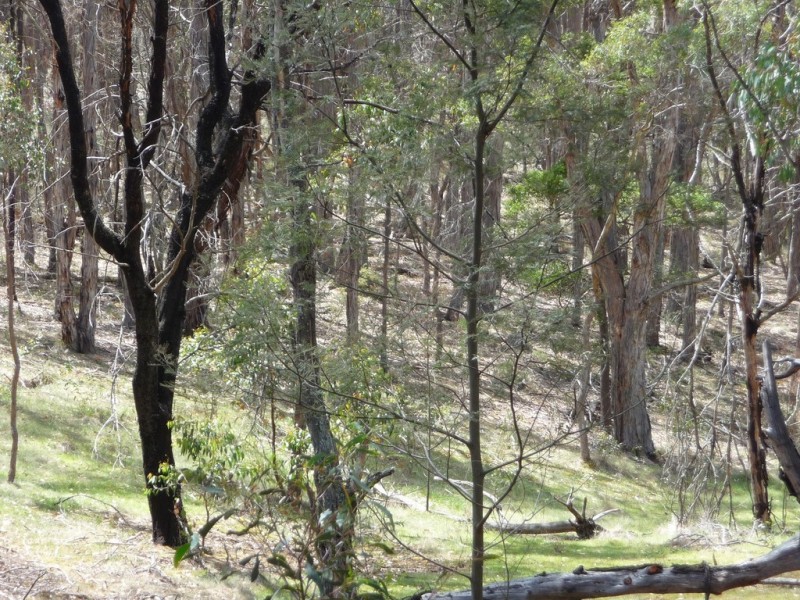 Lot 5a and 5d King Charlie Lane, Raglan VIC 3373