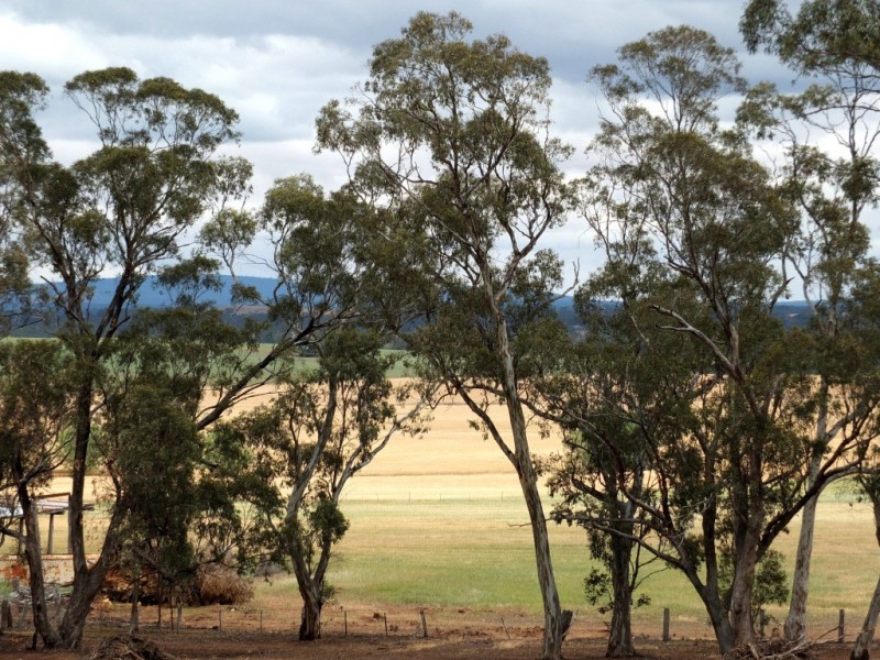 266 Logan-Bealiba Road, Cochranes Creek VIC 3475