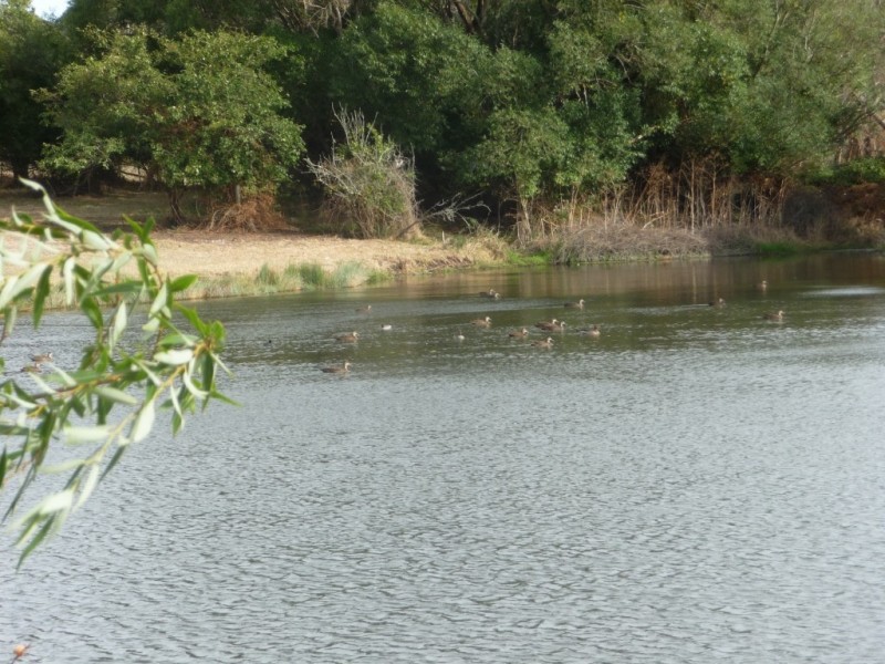 6885 Midland Highway, Scotsburn VIC 3352