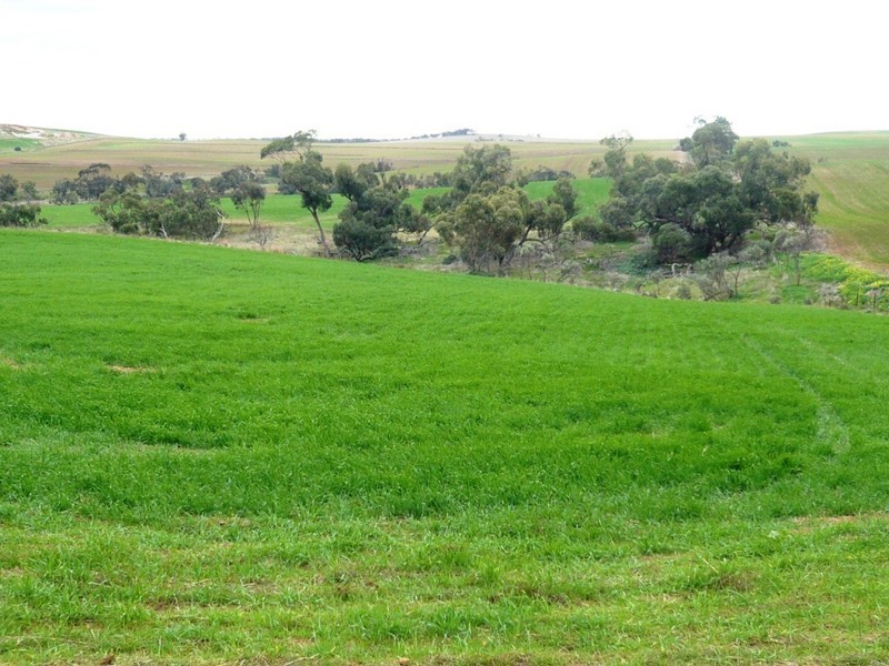 *  824.6ha “Eucaview” 2,038acs, Koolunga SA 5464