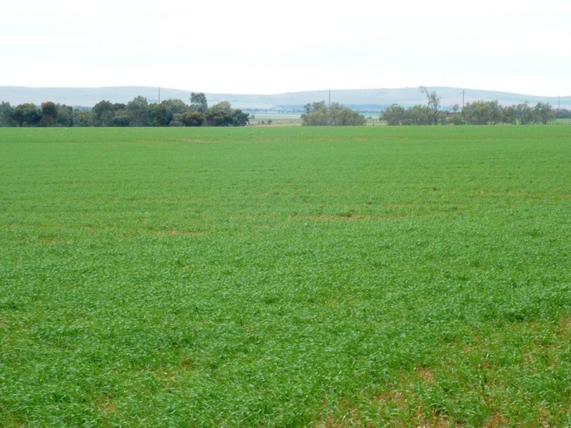 *  824.6ha “Eucaview” 2,038acs, Koolunga SA 5464