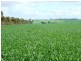 * 235.37ha Wheatlands 581.72acs, Hart SA 5464