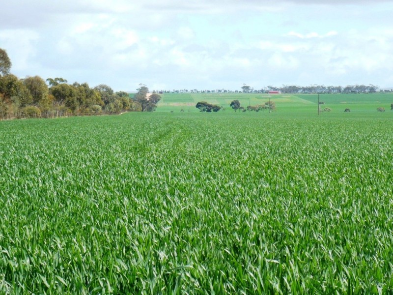 * 235.37ha Wheatlands 581.72acs, Hart SA 5464