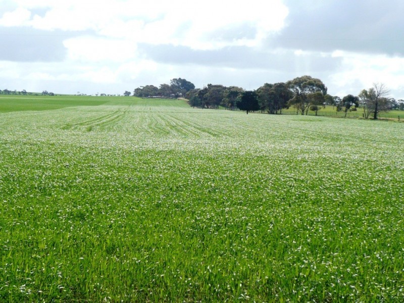 * 235.37ha Wheatlands 581.72acs, Hart SA 5464