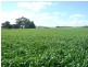 * 86.18ha Davidsons 213acs, Auburn SA 5451