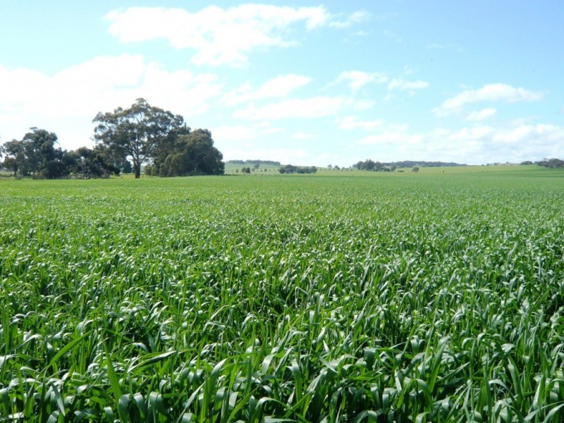 * 86.18ha Davidsons 213acs, Auburn SA 5451