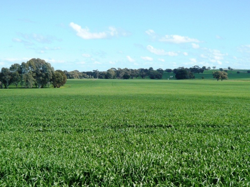 * 86.18ha Davidsons 213acs, Auburn SA 5451