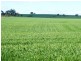 * 86.18ha Davidsons 213acs, Auburn SA 5451