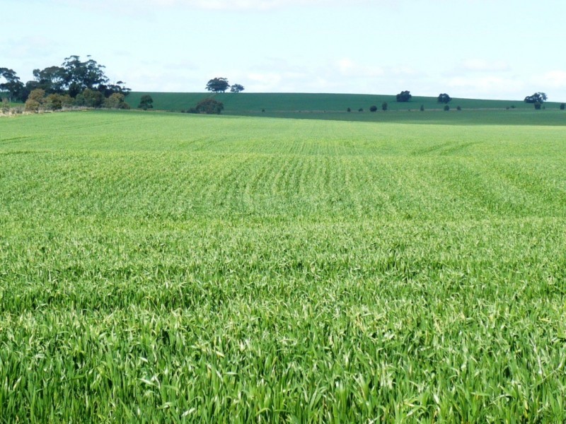* 86.18ha Davidsons 213acs, Auburn SA 5451