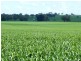 * 86.18ha Davidsons 213acs, Auburn SA 5451