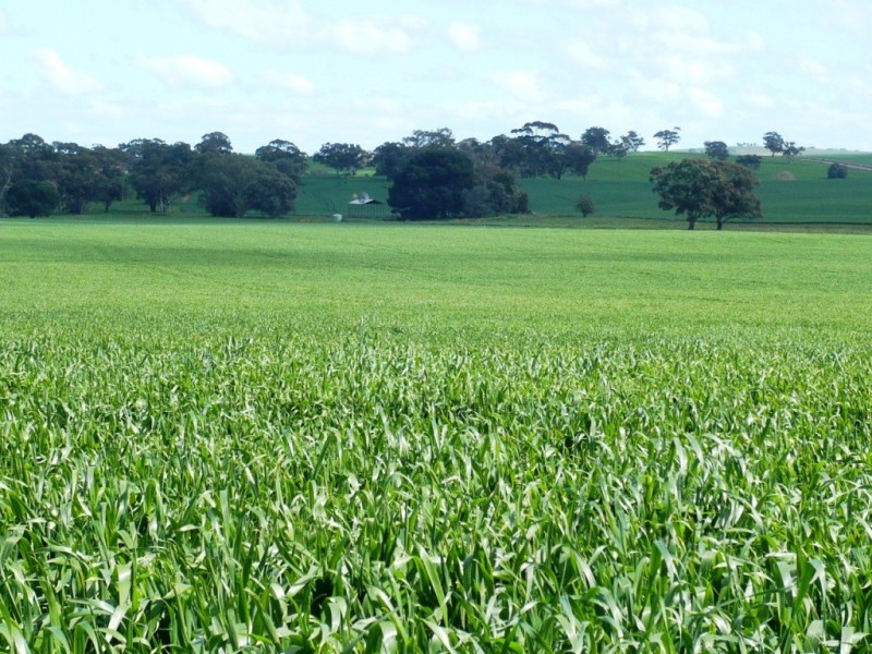 * 86.18ha Davidsons 213acs, Auburn SA 5451