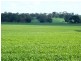 * 86.18ha Davidsons 213acs, Auburn SA 5451