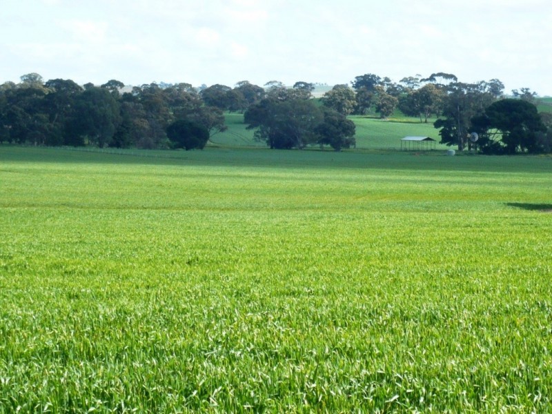 * 86.18ha Davidsons 213acs, Auburn SA 5451