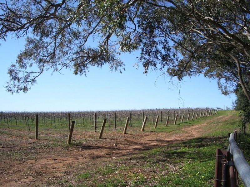 * Ashton’s, Springs and Donnybrook, Sevenhill SA 5453