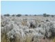 * 12,288.9ha The Gums 30,372acs, Burra SA 5417