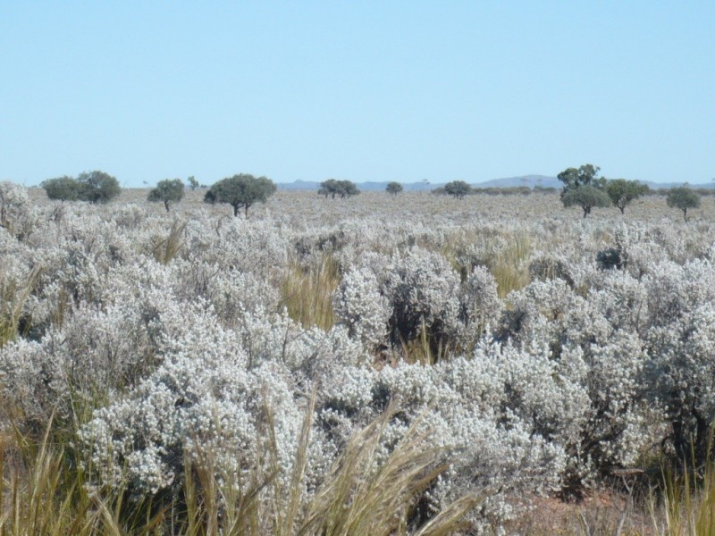 * 12,288.9ha The Gums 30,372acs, Burra SA 5417