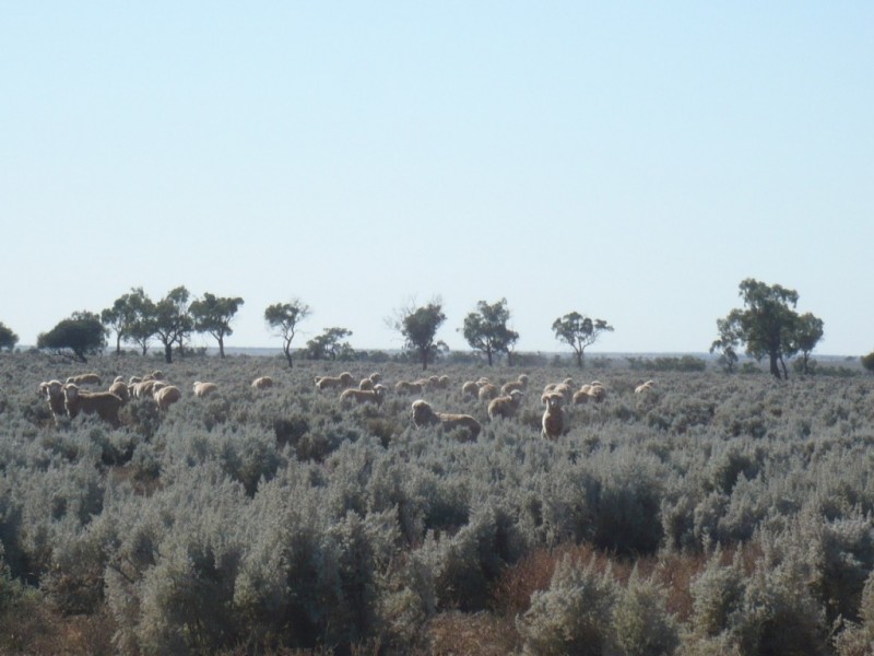 * 12,288.9ha The Gums 30,372acs, Burra SA 5417